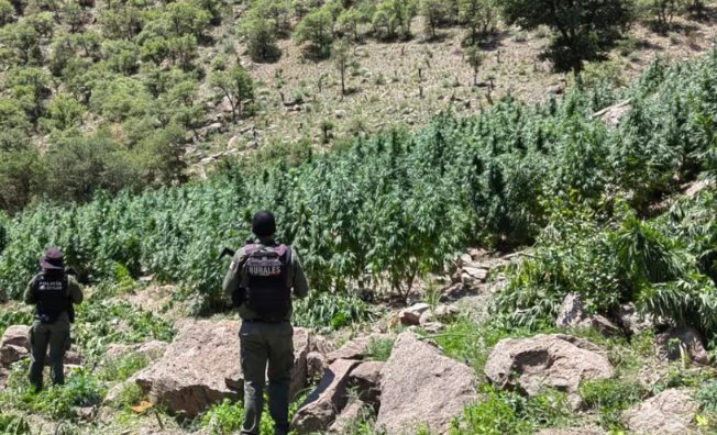 Destruyen en Chihuahua más de 300 mil plantas de presunta marihuana