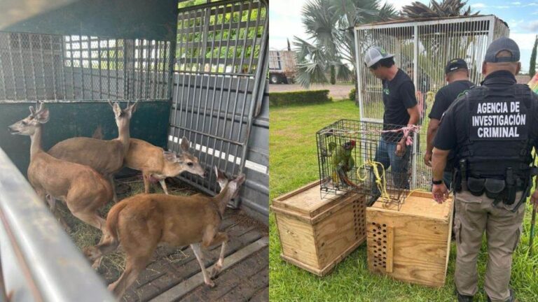 Asegura FGR droga, armas, venados y guacamayas