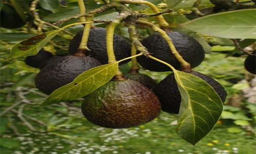 Hongo provoca pérdidas económicas en el cultivo de aguacate