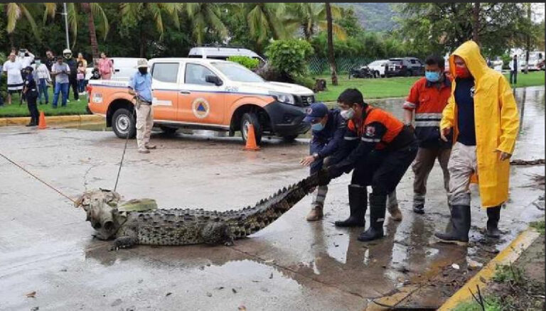 Cocodrilos enormes entran a casas en Acapulco, tras paso del huracán John