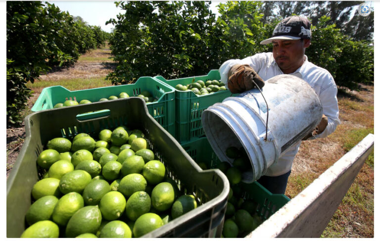 SEDENA refuerza vigilancia a productores de limón, en Michoacán