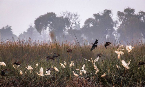 Bordo “Las Maravillas” de UAEMéx, refugio para aves migratorias