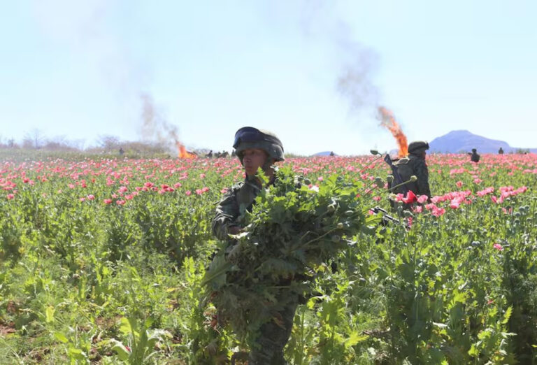 Marina y la FGR destruyen laboratorio clandestino y plantío de marihuana