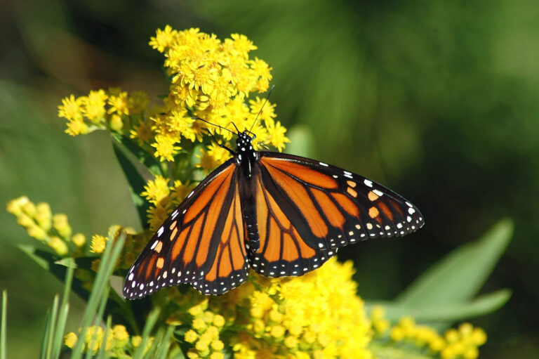 Empieza el arribo de la Mariposa Monarca