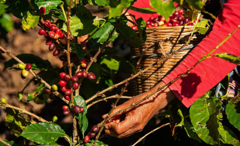 Cae producción de café en AL