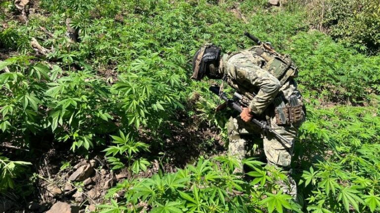 Marina destruye 15 plantíos de marihuana en Nayarit