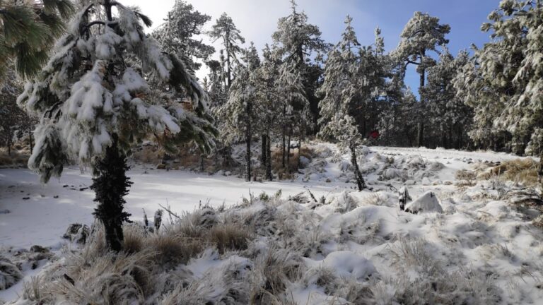 Primera nevada de la temporada en Cofre de Perote