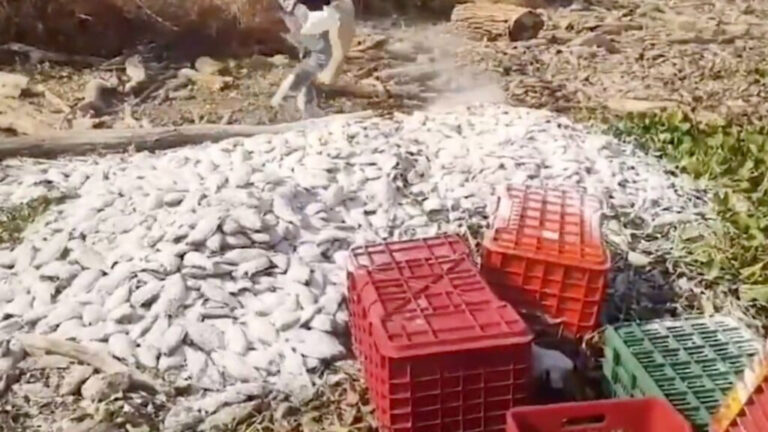 Denuncian muerte de 40 toneladas de peces en presa de Guerrero