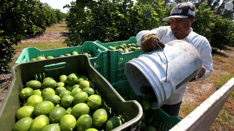 Tianguis Limonero de Apatzingán cierra sus oficinas administrativas por amenazas y extorsiones