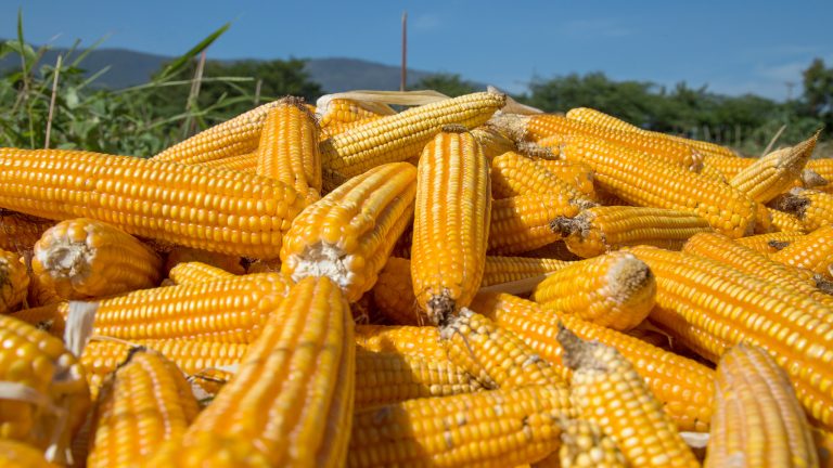 Diputados aplazan reforma contra maíz transgénico