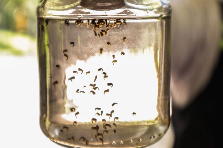 Ssa: este año, mil 781 casos de dengue y cero muertes