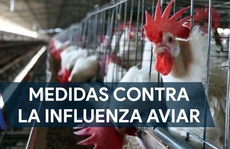 Recomiendan fortalecer vigilancia ante influenza aviar y miasis en humanos