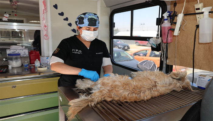 Esterilización animal, estrategia clave para enfrentar la sobrepoblación de perros y gatos