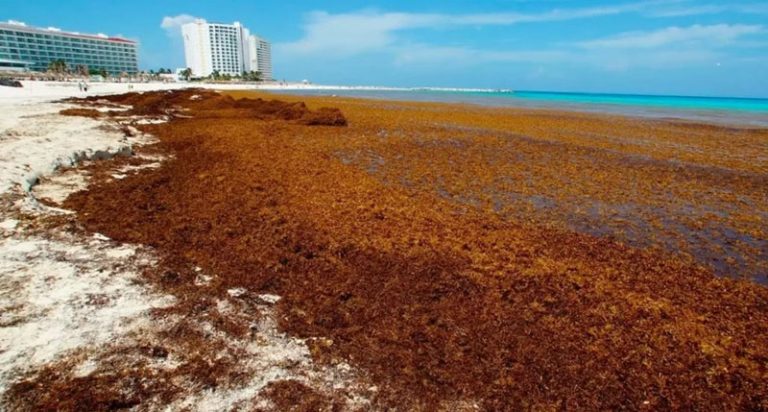 Sargazo amenaza temporada de verano en el Caribe mexicano