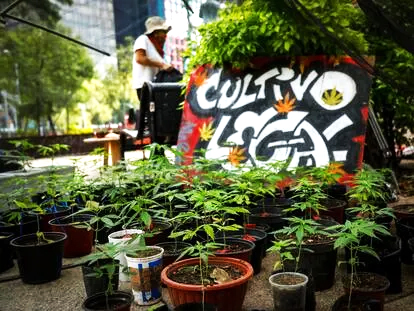 Fuera “fumadero de mota” del Parque de la Concepción