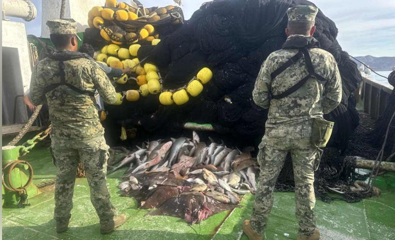 Marina y Conapesca decomisan más de 4 mil toneladas de pesca ilegal, en 18 estados