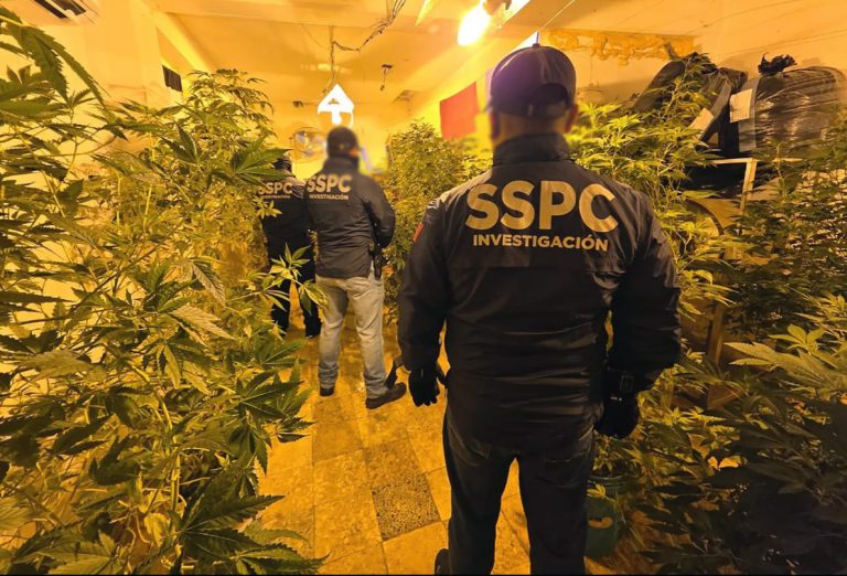 Cae célula de La Familia Michoacana fabricaba mariguana de diseñó para Costa Rica y Guatemala