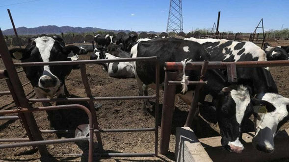 A Texas le urge el ganado mexicano, exige abrir frontera