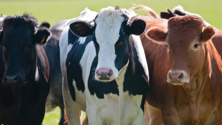 Gusano barrenador, van más de 6,700 casos en México; aumentó 32%