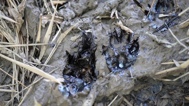 Exigen a Profepa actuar de inmediato ante derrame en Río Pantepec