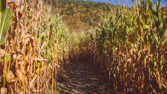 Agricultores de Jalisco advierten ‘crisis del campo’