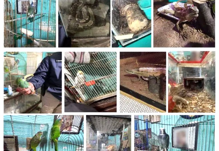 Además de drogas, encuentran víboras, tucanes y lagartos 