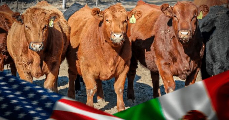 Después de un año, sigue cerrada frontera de EU a ganado mexicano