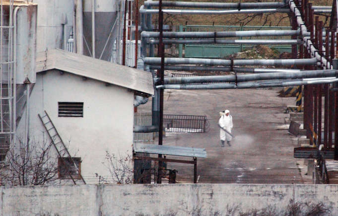 La letal peste porcina se extiende en Europa