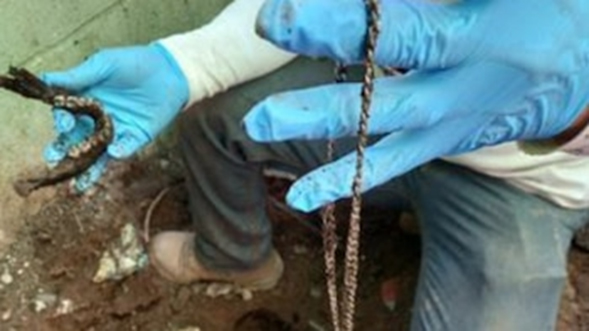 Colectivo Guerreros Buscadores halla restos de menor de 13 años enterrado en Tlajomulco