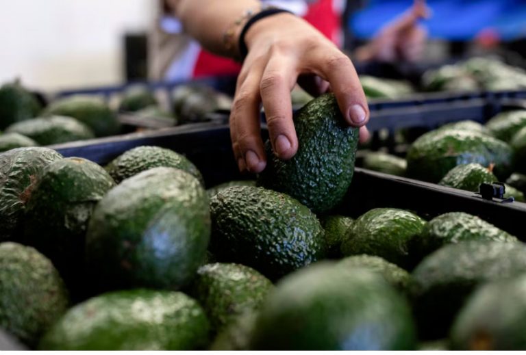 Productores michoacanos exportarán más de 120 mil toneladas de aguacate a Estados Unidos, por Super Bowl 2026