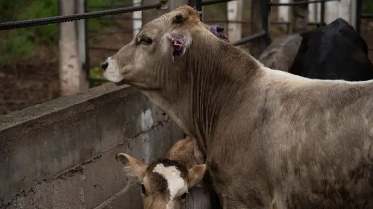 México Y EU refuerzan acciones contra gusano barrenador