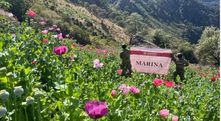 Marina localiza y destruye más de 1 millón de plantas de amapola, en Nayarit