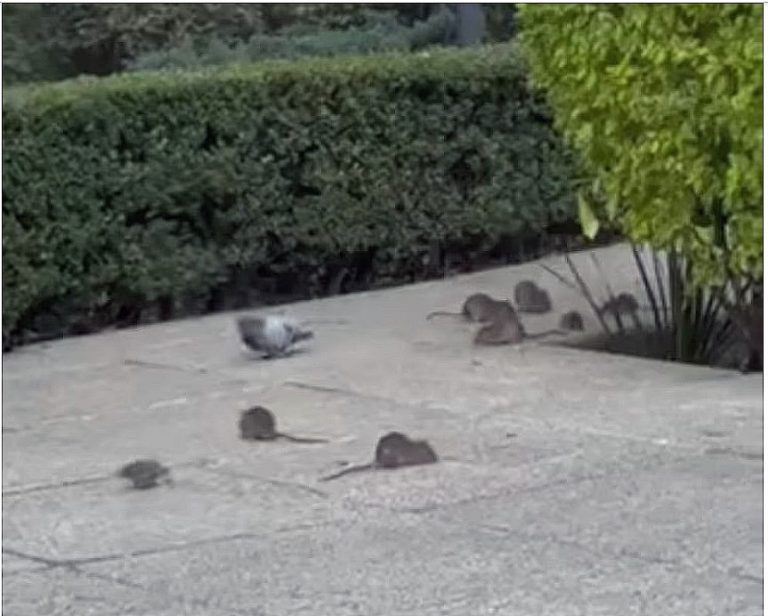 Plaga de ratas en la CdMx, un riesgo a la salud, capitalinos