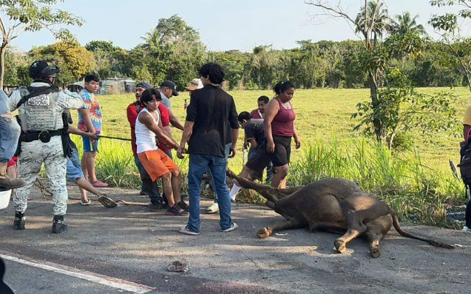 Rapiña de ganado en la Villahermosa–Macuspana