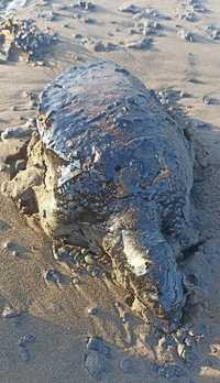 Denuncian a Pemex por ecocidio en Veracruz