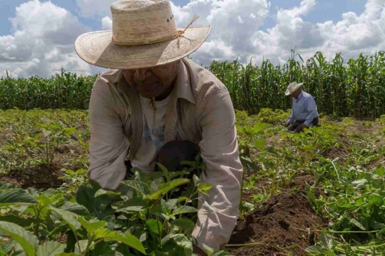 Exigen a México cumplir con alimentación sostenible 