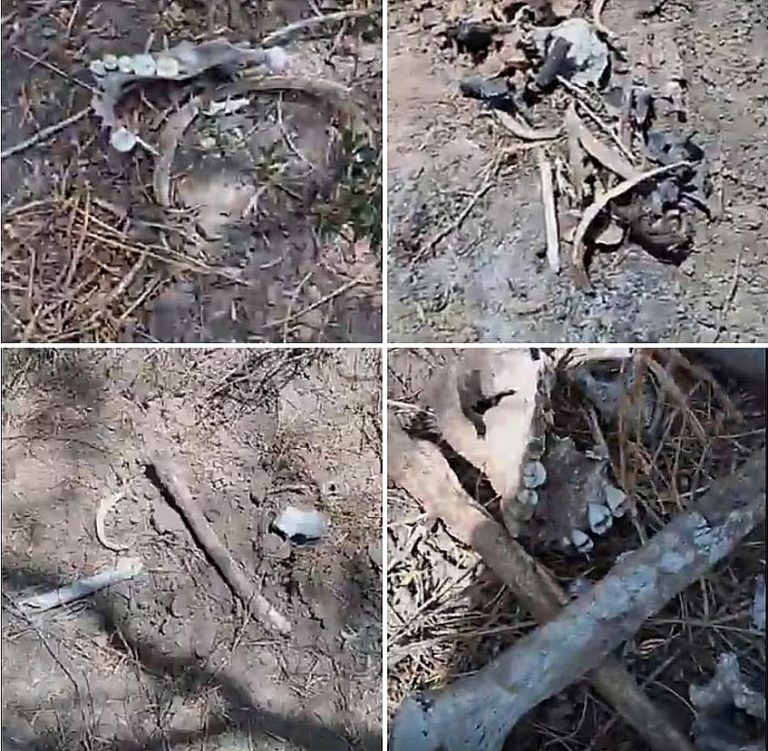 Colectivo de búsqueda localiza cementerio clandestino, en Tamaulipas