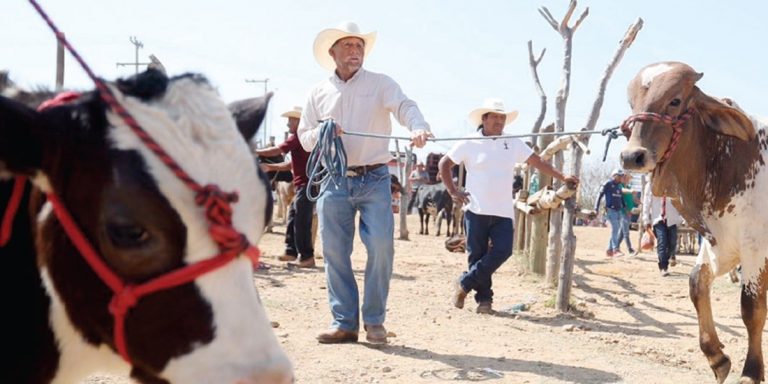Alertan por uso de ivermectina ante gusano barrenador
