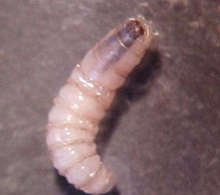 Detectan caso de miasis humana en Morelos