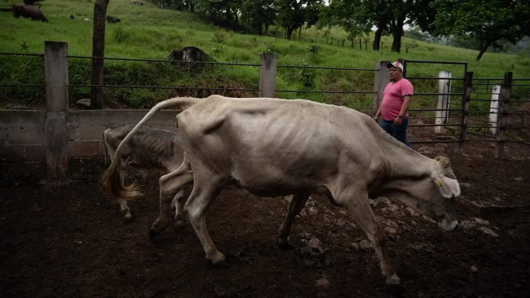 En 2026, casi se triplican casos de miasis por gusano barrenador