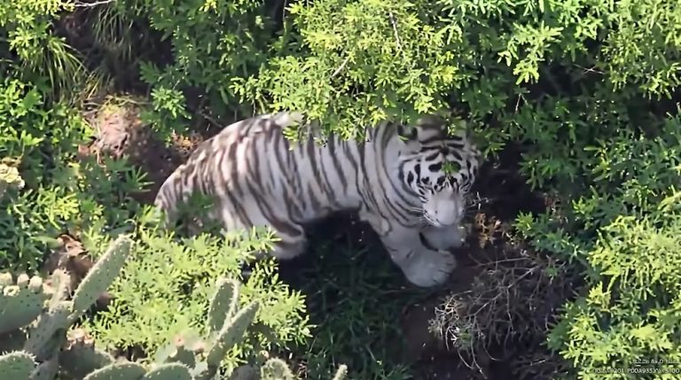 Tigre de Bengala que escapó en Tepetlaoxtoc ya fue capturado por las autoridades