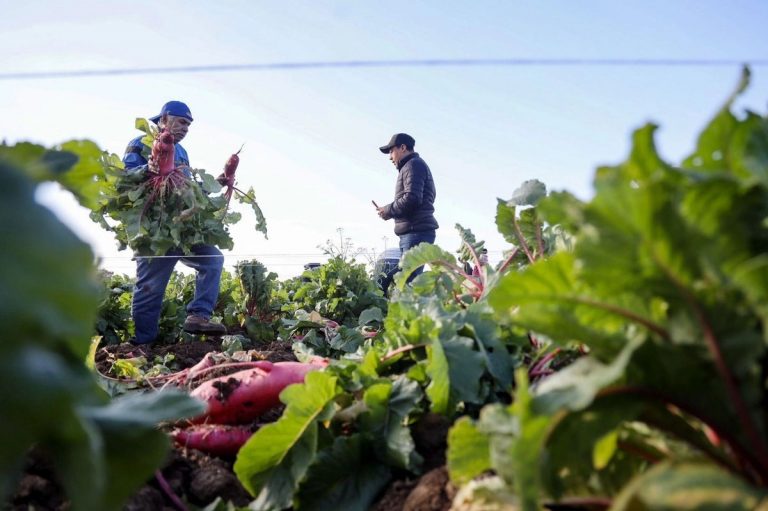 Aún enfrentan carencias alimentarias 21.6 millones, reconoce Sheinbaum