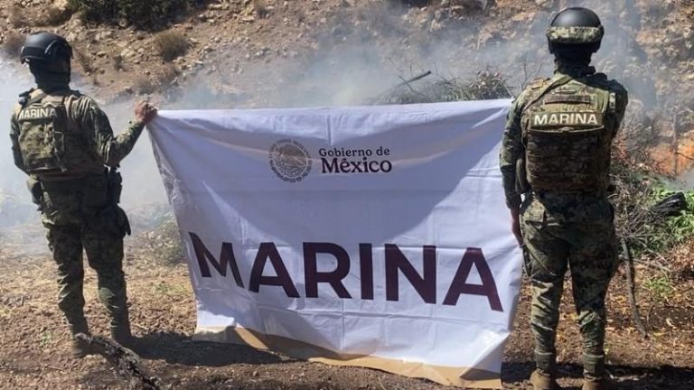 Semar destruyó 291 mil plantas de marihuana en Tijuana