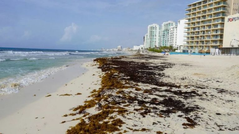 Sheinbaum anuncia Plan Integral para limpiar de sargazo playas en Quintana Roo