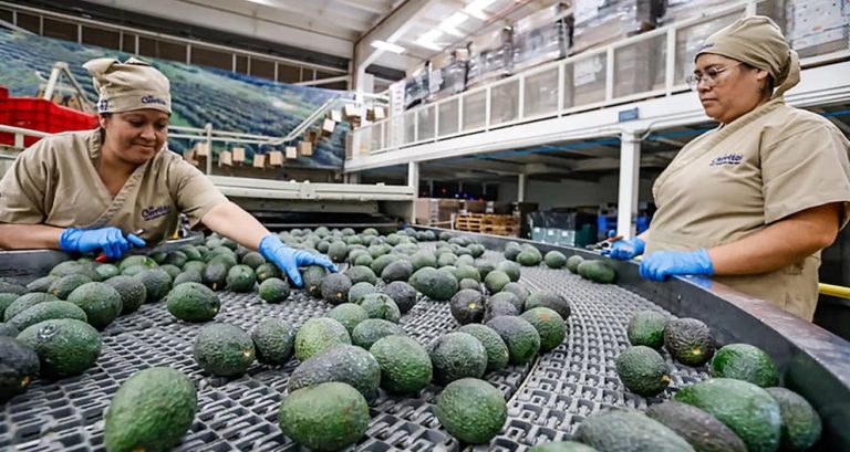 México ya exporta el 85% de aguacate de Michoacán a Estados Unidos, continúan las negociaciones bilaterales
