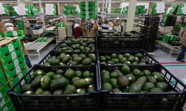 EEUU deja de importar aguacate mexicano por alerta de seguridad, en Michoacán