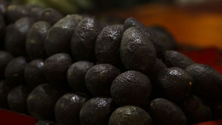 Libera EE.UU. 9 mil tons. de aguacate mexicano tras acuerdo
