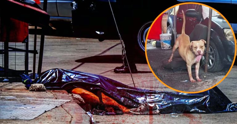 Ataque de un pitbull deja muerto a un hombre en situación de calle, en CdMx