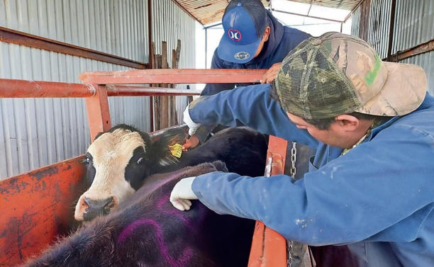 Gusano barrenador en 27 municipios de Chihuahua