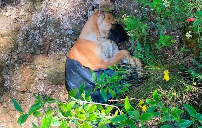 Fiscalía del Edomex investiga la muerte de 12 perros encontrados en Naucalpan